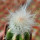 CREMNOCEREUS albipilosus clone 1, 2 cm, grafted offset