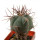 ECHINOCACTUS horizonthalonius var. nicholii, 5 cm, grafted offset