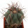 ECHINOCACTUS horizonthalonius var. nicholii, 5 cm, grafted offset