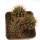JASMINOCEREUS thouarsii, 4,5 cm, SEEDLING 