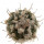 TURBINICARPUS jauernigii, 4,4 cm, SEEDLING