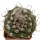 TURBINICARPUS jauernigii, 5,3 cm, SEEDLING
