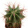 FEROCACTUS haematacanthus clone 2, 6,5 cm, grafted offset