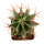 FEROCACTUS haematacanthus clone 2, 6,5 cm, grafted offset