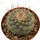 STROMBOCACTUS disciformis, 4,5 cm, SEEDLING 