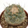 STROMBOCACTUS disciformis, 4 cm, SEEDLING 