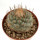 STROMBOCACTUS disciformis, 4,5 cm, SEEDLING