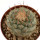 STROMBOCACTUS disciformis, 4,5 cm, SEEDLING