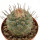 STROMBOCACTUS disciformis, 4,5 cm, SEEDLING