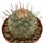 STROMBOCACTUS disciformis, 4,5 cm, SEEDLING