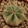 AZTEKIUM hintonii, 2,3 cm, SEEDLING