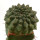 EUPHORBIA gymnocalycioides, 3,6 cm, grafted offset  