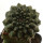 EUPHORBIA gymnocalycioides, 3,6 cm, grafted offset