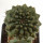 EUPHORBIA gymnocalycioides, 3,6 cm, grafted offset