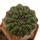 EUPHORBIA gymnocalycioides, 3,4 cm, grafted offset