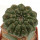 EUPHORBIA gymnocalycioides, 3,4 cm, grafted offset