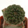 EUPHORBIA gymnocalycioides, 2,2 cm, grafted offset