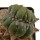 LOPHOPHORA williamsii f. cristate, 3,3 (2,8) cm, grafted offset