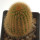 BRACHYCEREUS nesioticus klon P2, 5,8 cm, grafted offset