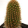 BRACHYCEREUS nesioticus klon P2, 5,8 cm, grafted offset