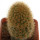 BRACHYCEREUS nesioticus klon P4, 4,4 cm, grafted offset