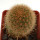 BRACHYCEREUS nesioticus klon P3, 2,5 cm, grafted offset