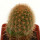 BRACHYCEREUS nesioticus klon P3, 2,5 cm, grafted offset