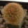 BRACHYCEREUS nesioticus clone 1, 3,2 cm, grafted offset