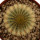 UEBELMANNIA pectinifera var. eriocactoides RNK 99, 2,2 cm, SEEDLING