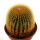 UEBELMANNIA pectinifera var. eriocactoides, 3,6 cm, rooted offset