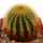 UEBELMANNIA pectinifera var. eriocactoides, 2,5 cm, rooted offset 