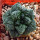 ARIOCARPUS fissuratus cv. Godzilla, 3,8 cm, grafted offset