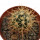 FEROCACTUS johnstonianus Isla Angel de la Guarda, 2,5 cm, rooted offset