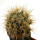 FEROCACTUS johnstonianus Isla Angel de la Guarda, 2,5 cm, grafted offset