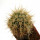 FEROCACTUS johnstonianus Isla Angel de la Guarda, 2,5 cm, grafted offset