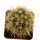 FEROCACTUS johnstonianus Isla Angel de la Guarda, 3,2 cm, grafted offset