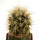 FEROCACTUS johnstonianus Isla Angel de la Guarda, 3,2 cm, grafted offset