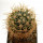FEROCACTUS johnstonianus Isla Angel de la Guarda, 4,7 cm, grafted offset