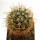 FEROCACTUS johnstonianus Isla Angel de la Guarda, 4,7 cm, grafted offset