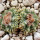 AZTEKIUM ritteri, 2,8 (1,8) cm, SEEDLING