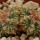 AZTEKIUM ritteri, 2,8 (1,8) cm, SEEDLING