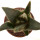 ARIOCARPUS trigonus, illustrative photo