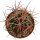 ECHINOCACTUS parryi, 5 cm, rooted offset