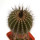 UEBELMANNIA pectinifera var. inhaiensis n.n. f. long spines selection, 4,2 cm, grafted offset