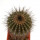 UEBELMANNIA pectinifera var. inhaiensis n.n. f. long spines selection, 3,8 cm, grafted offset