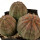 EUPHORBIA obesa, pot 8 cm, 3 PIECES, 3x SEEDLINGS