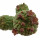 TRICHOCAULON similis, illustrative photo