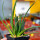 AGAVE albopilosa, pot 6 cm, SEEDLING