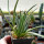 AGAVE albopilosa, pot 6 cm, SEEDLING