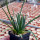 AGAVE albopilosa, pot 6 cm, SEEDLING